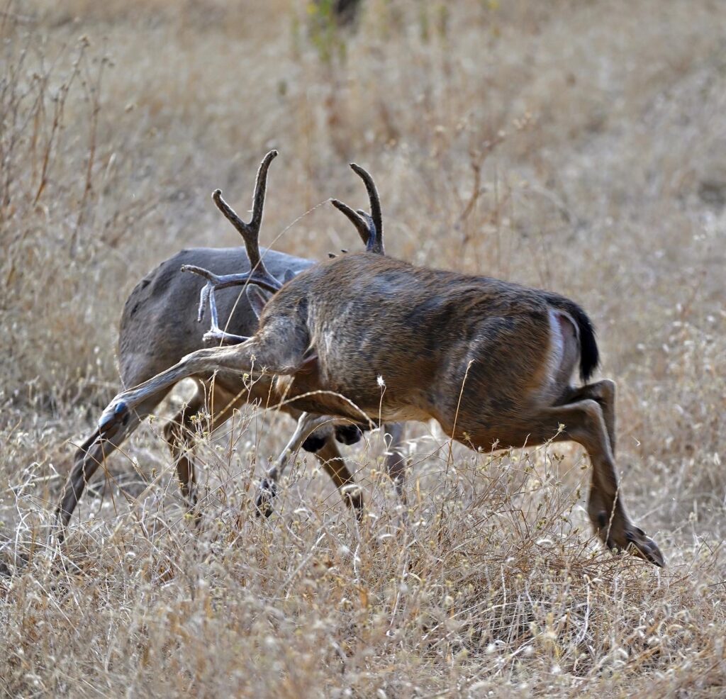 Instagram post from caldeerassoc. This post is in position 1.