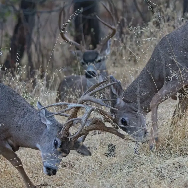 Instagram post from caldeerassoc. This post is in position 1.