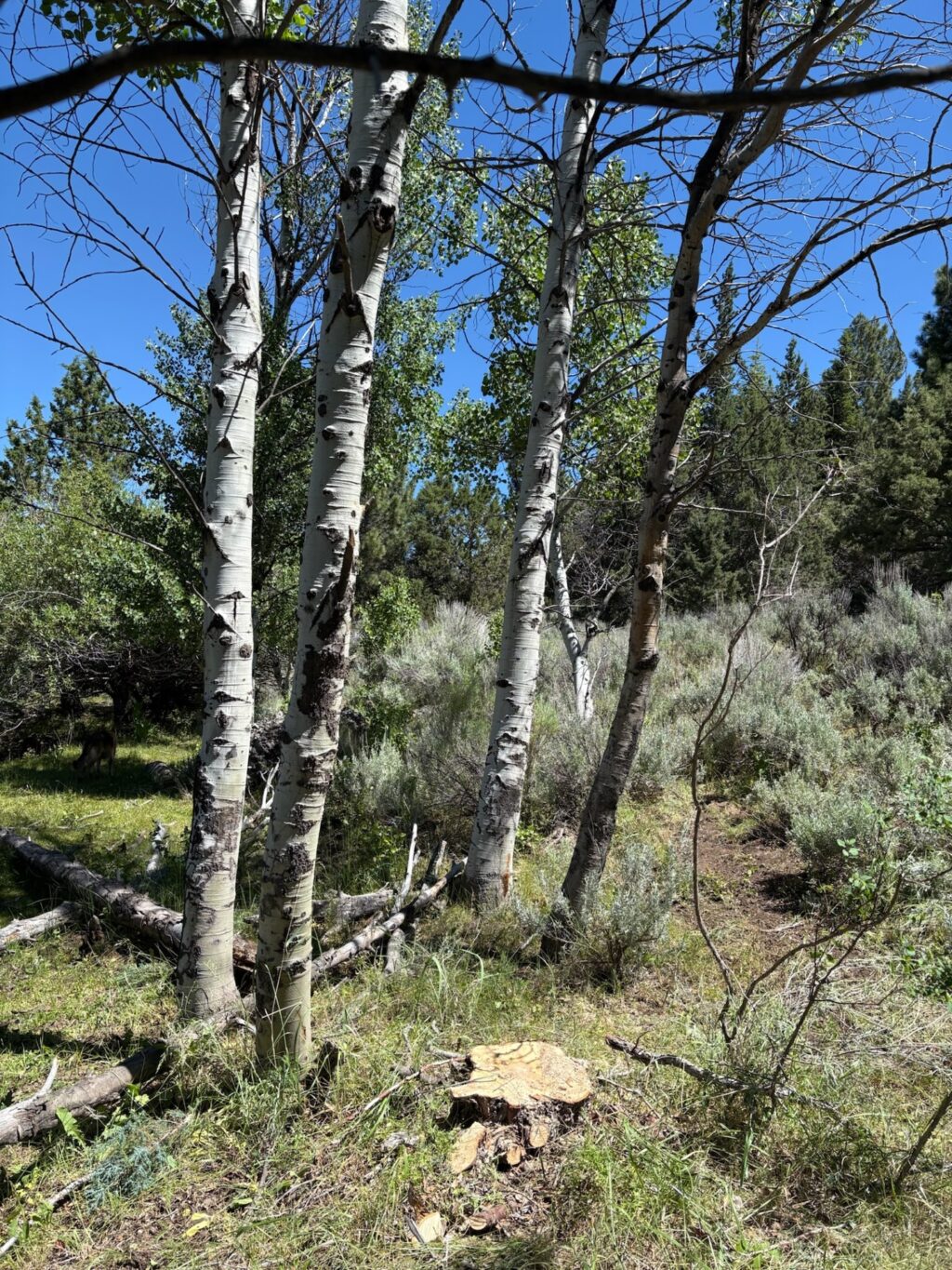 Instagram post from caldeerassoc. This post is in position 1.