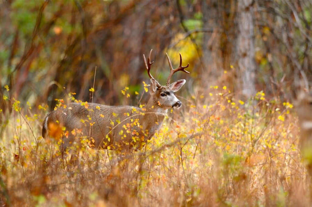 Instagram post from caldeerassoc. This post is in position 3.