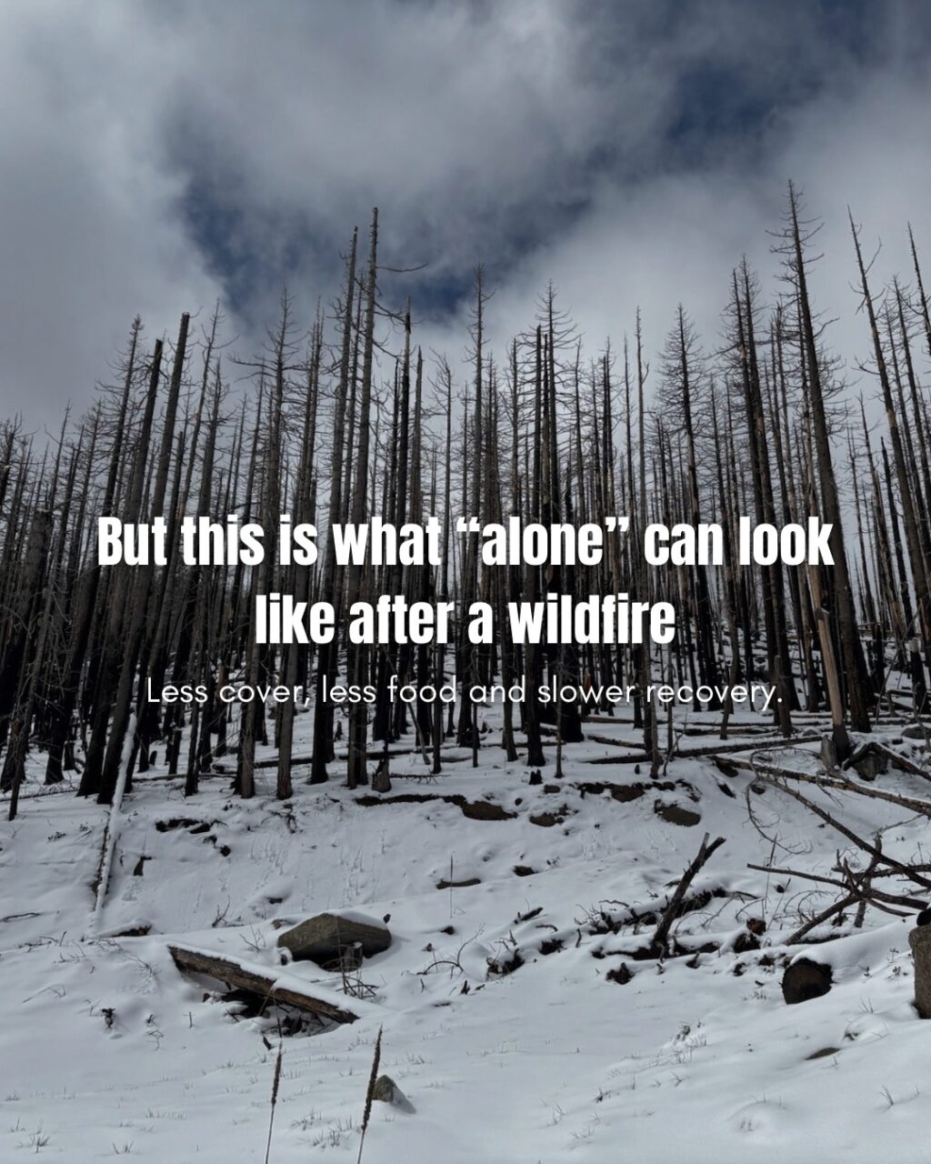 Instagram post from caldeerassoc. This post is in position 1.