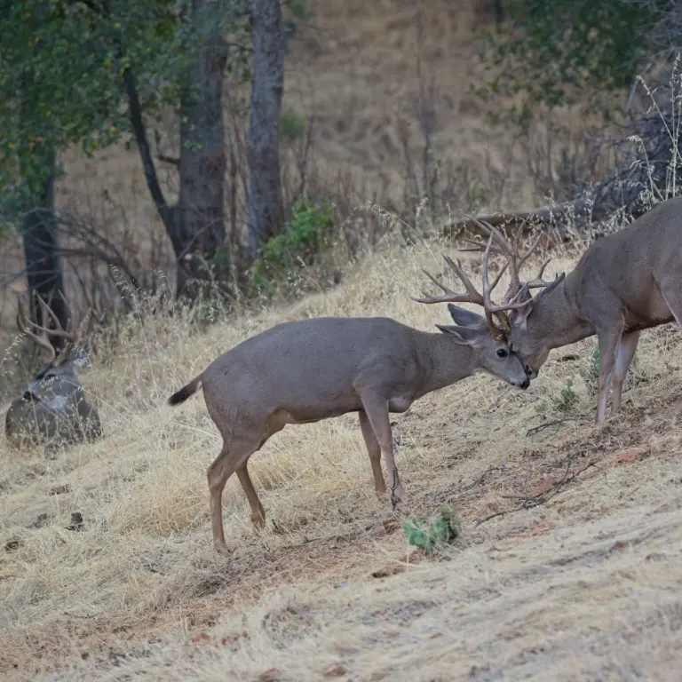Instagram post from caldeerassoc. This post is in position 2.